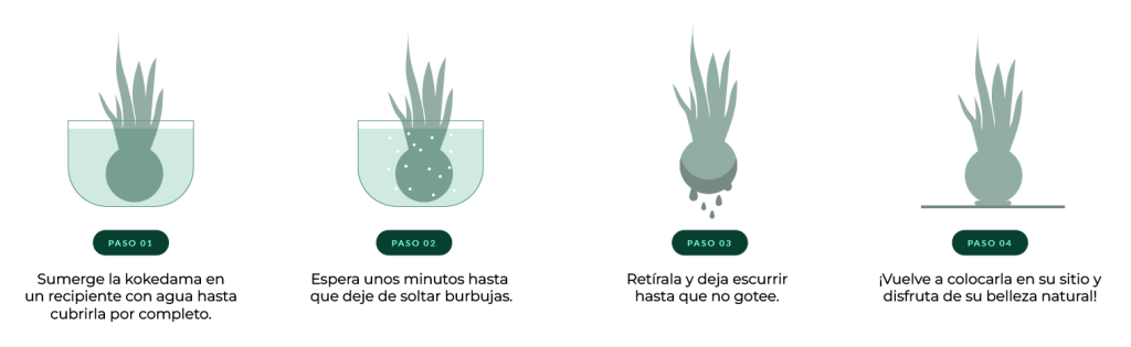 Ilustración paso a paso del riego por inmersión de una kokedama. Paso 1: Sumerge la kokedama en un recipiente con agua hasta cubrirla. Paso 2: Espera unos minutos hasta que deje de soltar burbujas. Paso 3: Retírala y deja escurrir hasta que no gotee. Paso 4: Vuelve a colocarla en su sitio y disfruta de su belleza natural.