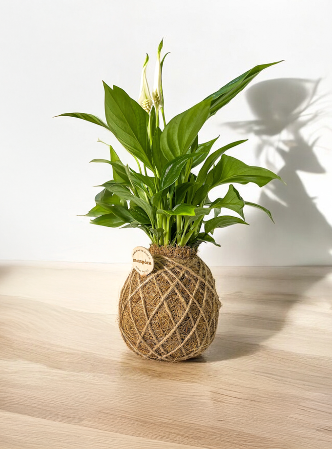 Kokedama de Fibra de Coco con Espatifilo