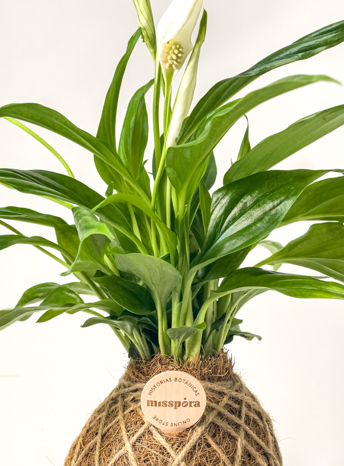 Kokedama de Fibra de Coco con Espatifilo