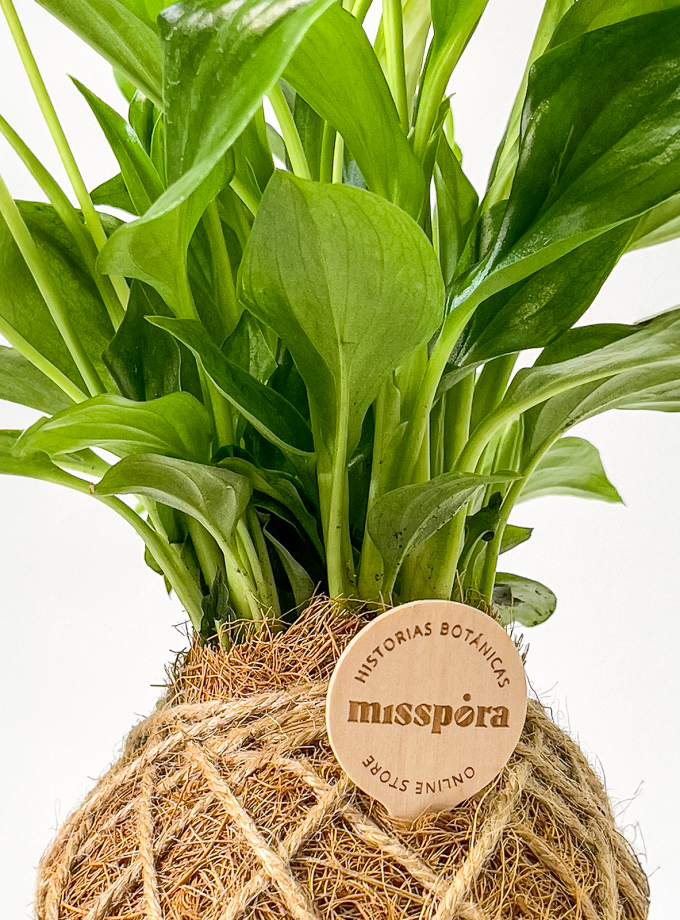 Kokedama de Fibra de Coco con Espatifilo