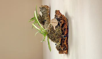 Itazuke: O por qué decidimos colgar el bosque en la pared (y cómo puedes hacerlo tú)