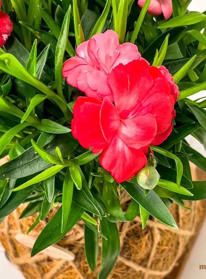 Kokedama de Fibra de Coco con Clavelina Roja