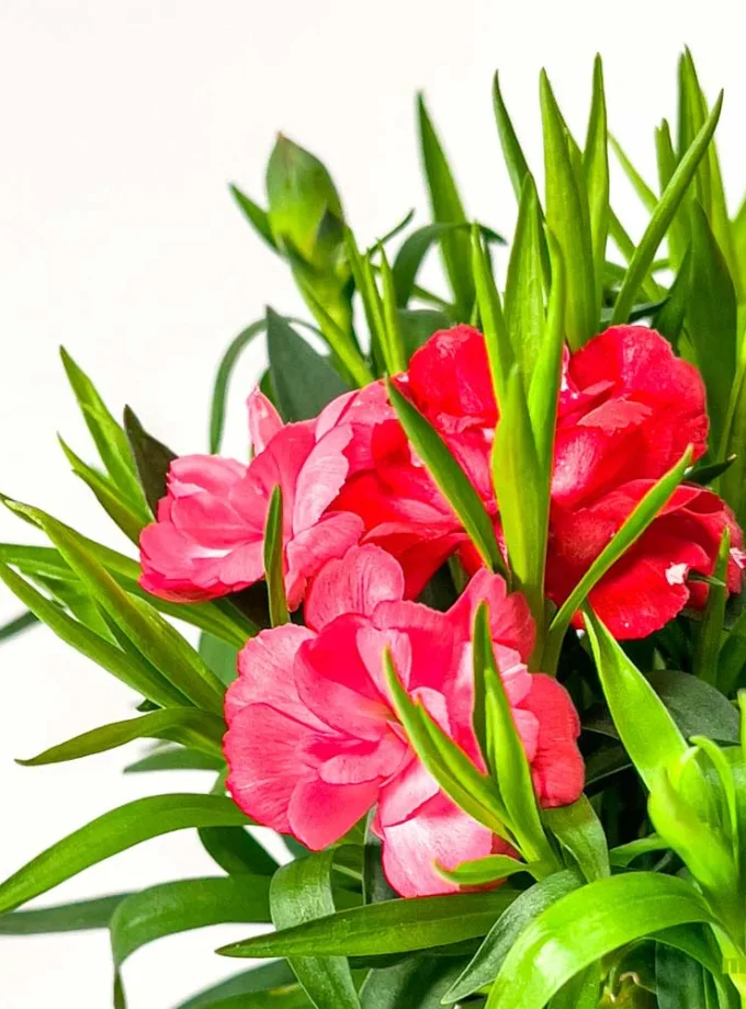 Kokedama de Fibra de Coco con Clavelina Roja