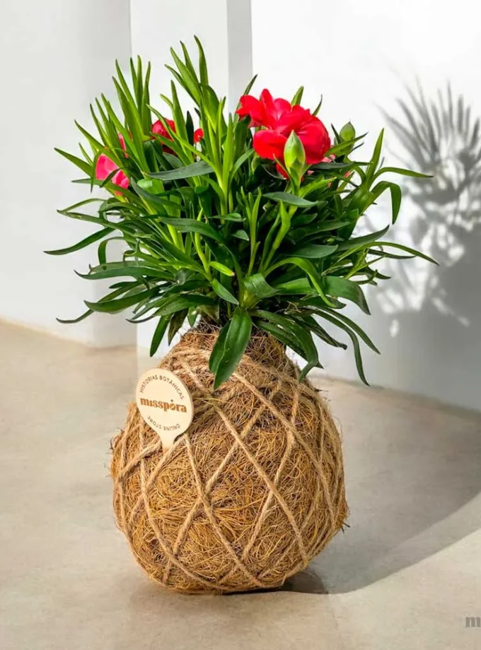 Kokedama de Fibra de Coco con Clavelina Roja