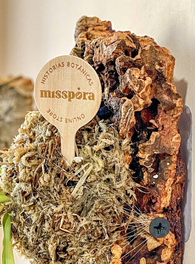 Jardín Vertical de Planta Cinta