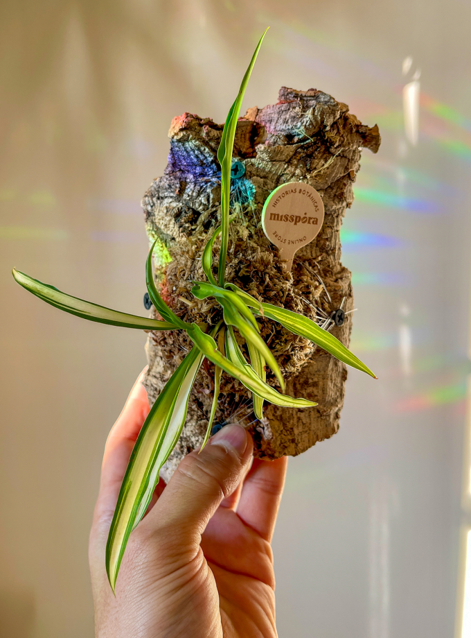 Jardín Vertical de Planta Cinta