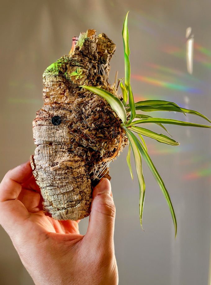 Jardín Vertical de Planta Cinta