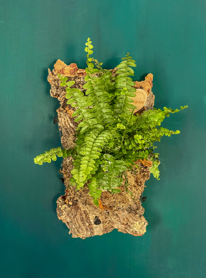 Jardín Vertical de Helecho