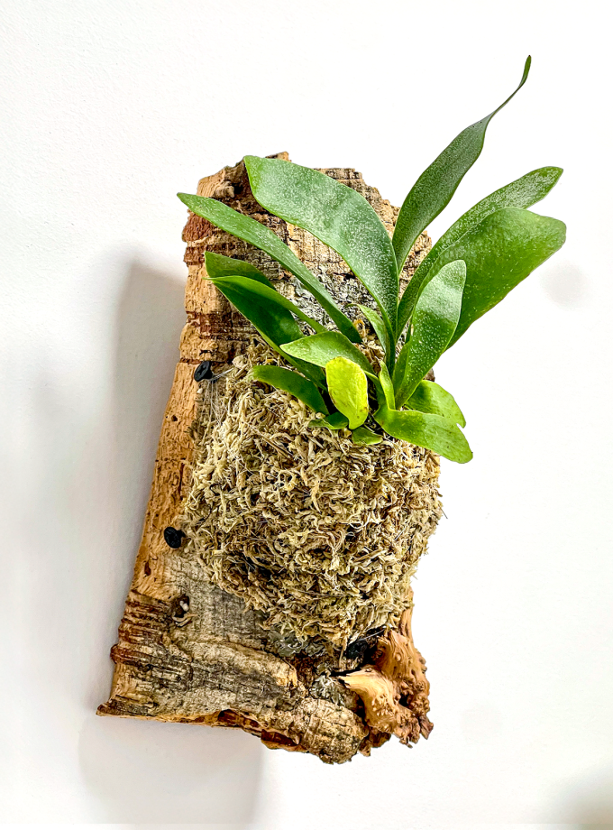 Jardín Vertical de Platycerium bifurcatum