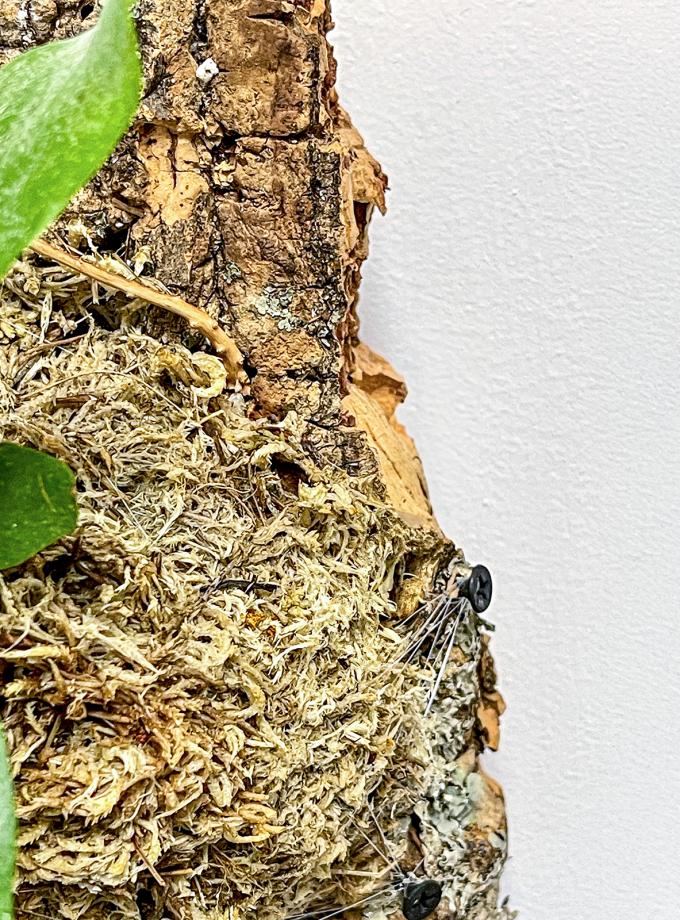 Jardín Vertical de Platycerium bifurcatum