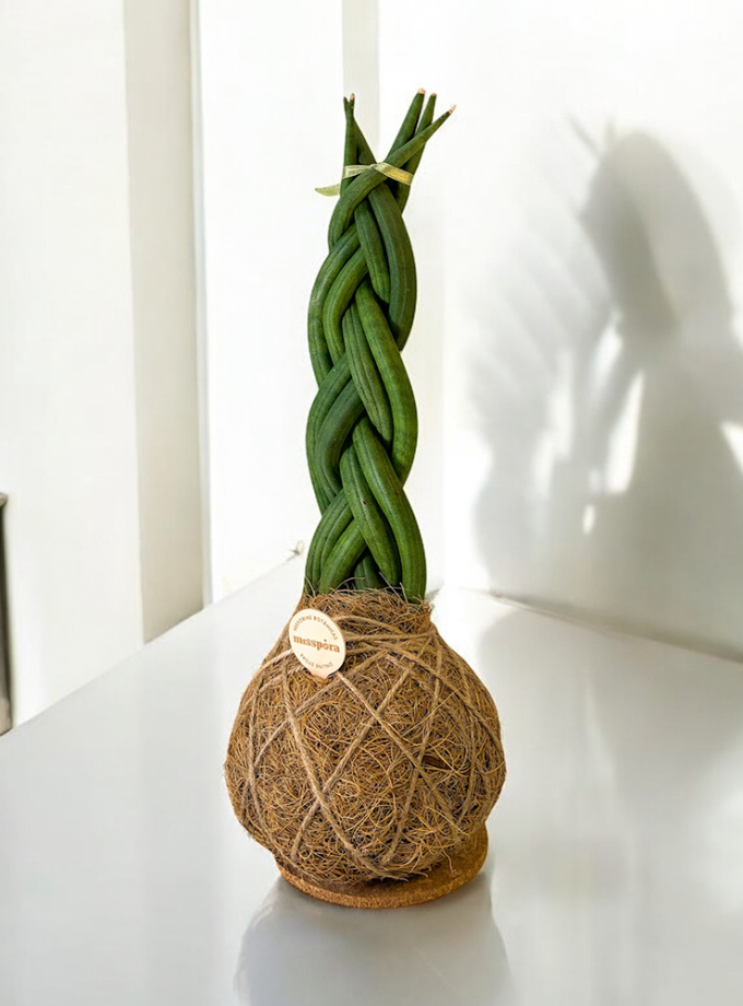 Kokedama de Fibra de Coco con Sansevieria Trenzada