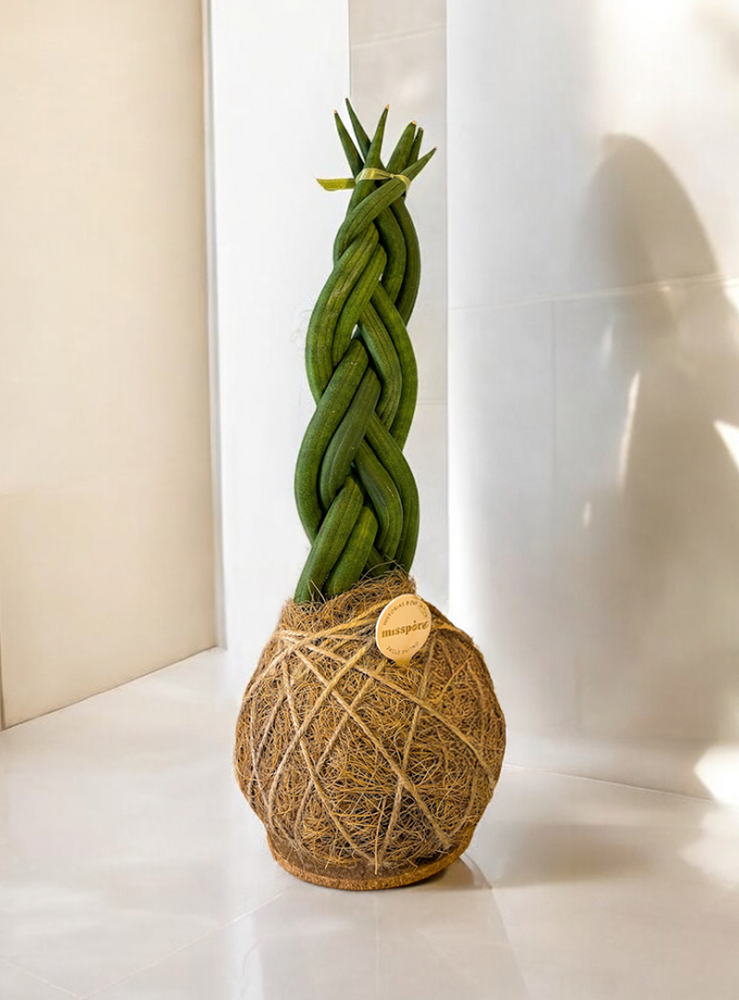 Kokedama de Fibra de Coco con Sansevieria Trenzada