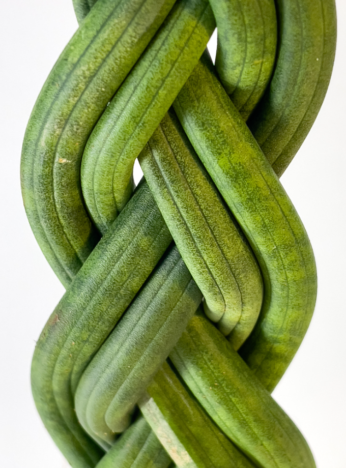 Kokedama de Fibra de Coco con Sansevieria Trenzada