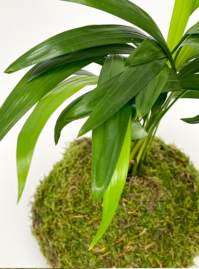 Kokedama de Areca