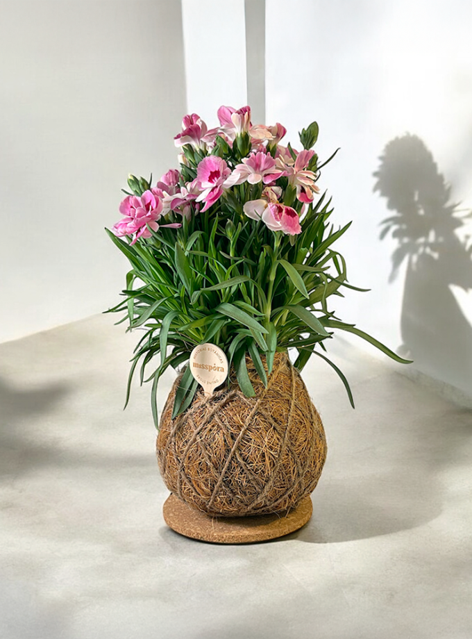 Kokedama de Fibra de Coco con Clavelina Passion Bloom