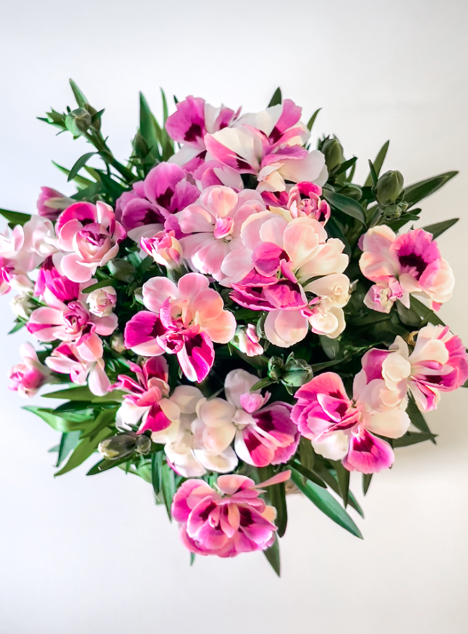 Kokedama de Fibra de Coco con Clavelina Passion Bloom