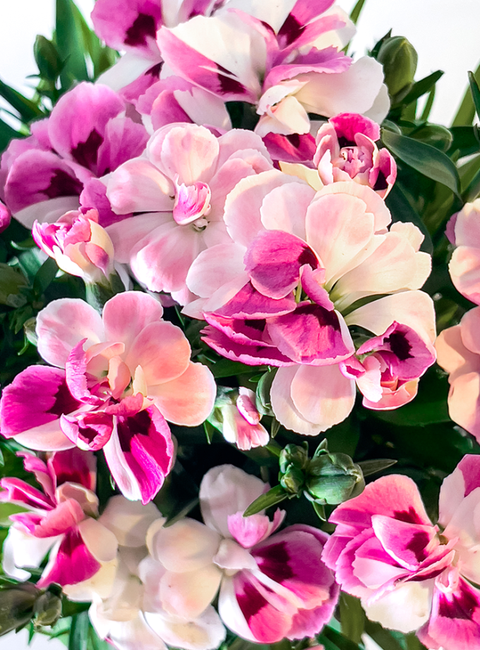 Kokedama de Fibra de Coco con Clavelina Passion Bloom