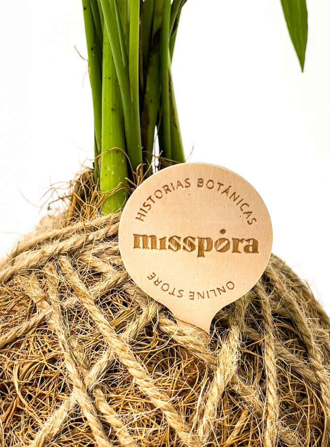 Kokedama de Fibra de Coco con Areca