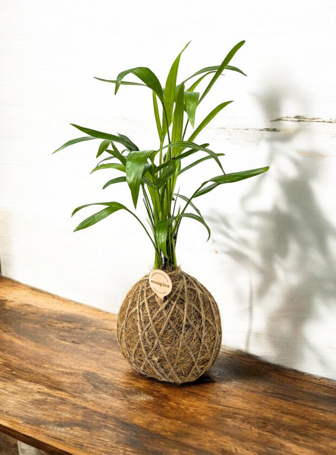 Kokedama de Fibra de Coco con Areca