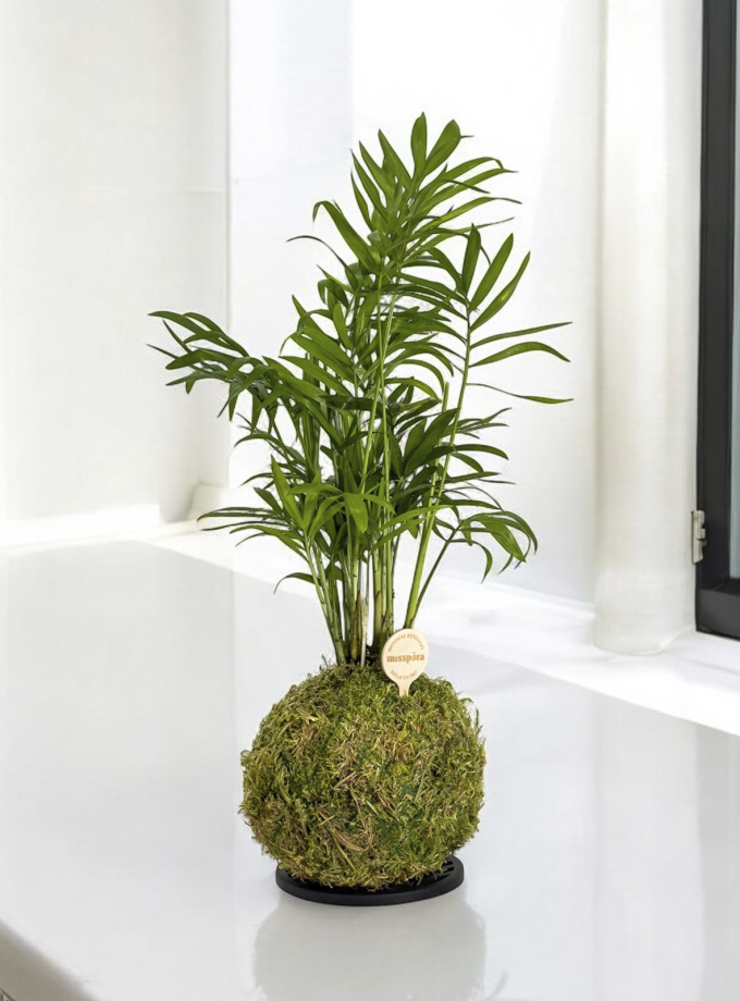 Kokedama de Chamadorea
