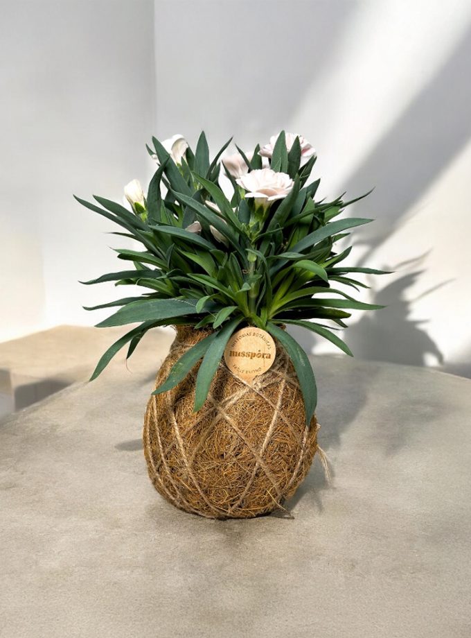 Kokedama de Fibra de Coco con Clavelina rosa
