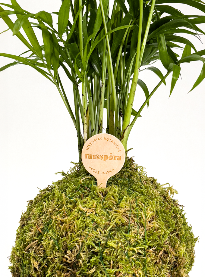 Kokedama de Chamadorea