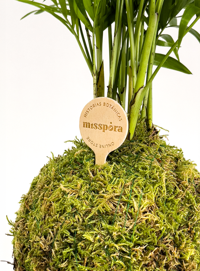 Kokedama de Chamadorea