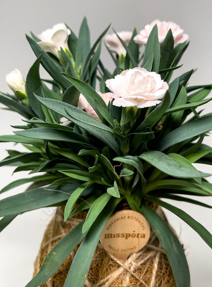 Kokedama de Fibra de Coco con Clavelina rosa