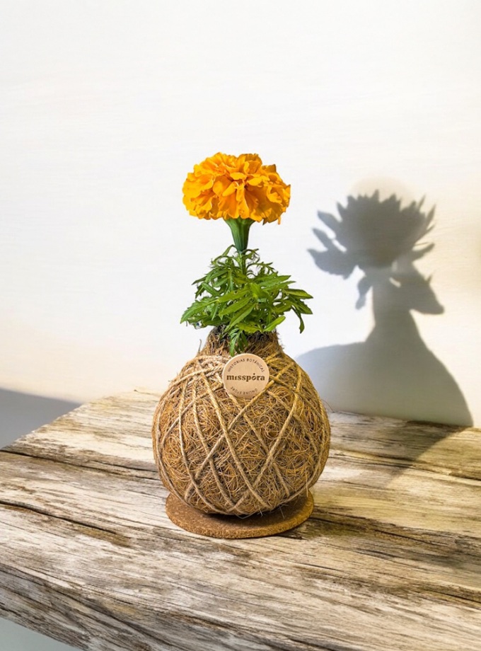 Kokedama de Fibra de Coco con Cempasúchil