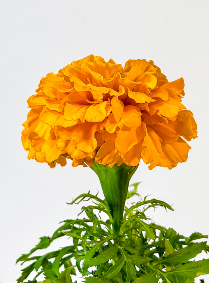 Kokedama de Fibra de Coco con Cempasúchil