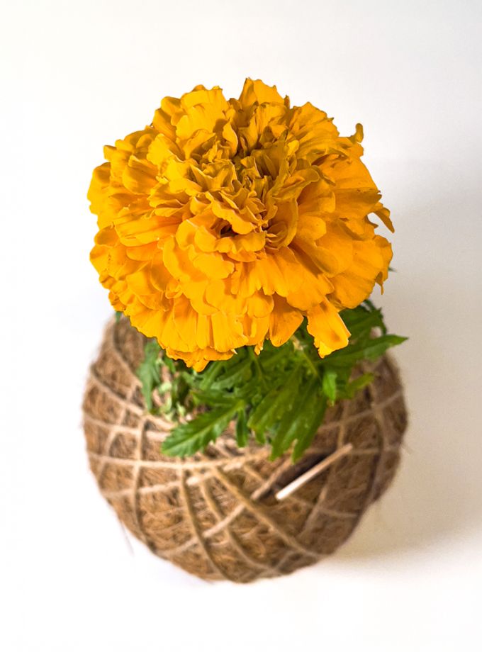 Kokedama de Fibra de Coco con Cempasúchil