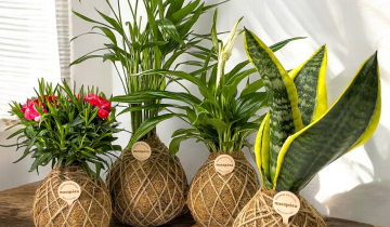 Guía Definitiva: Cómo Cuidar tu Kokedama y Jardín Vertical