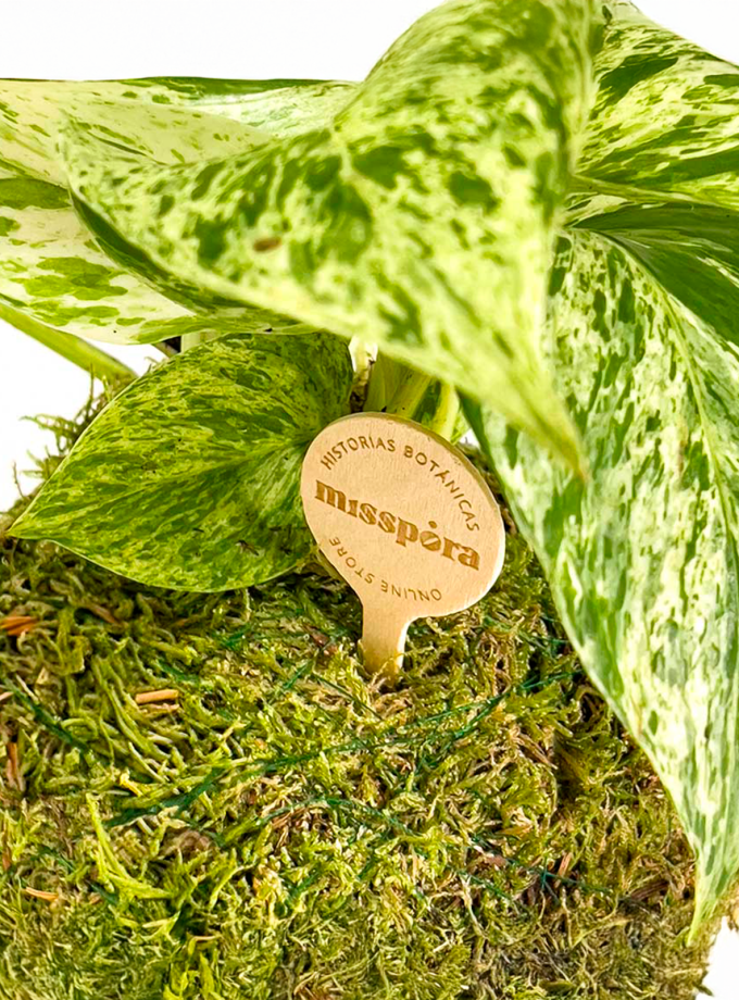 Kokedama de Pothus Marble Queen