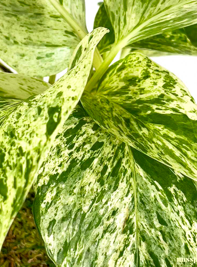 Kokedama de Pothus Marble Queen