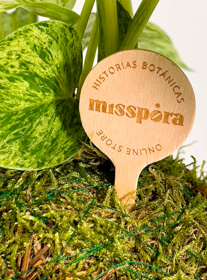 Kokedama de Pothus Marble Queen