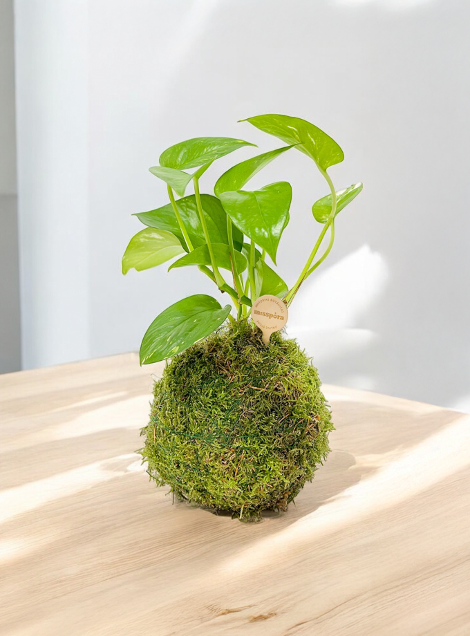 Kokedama de Pothos