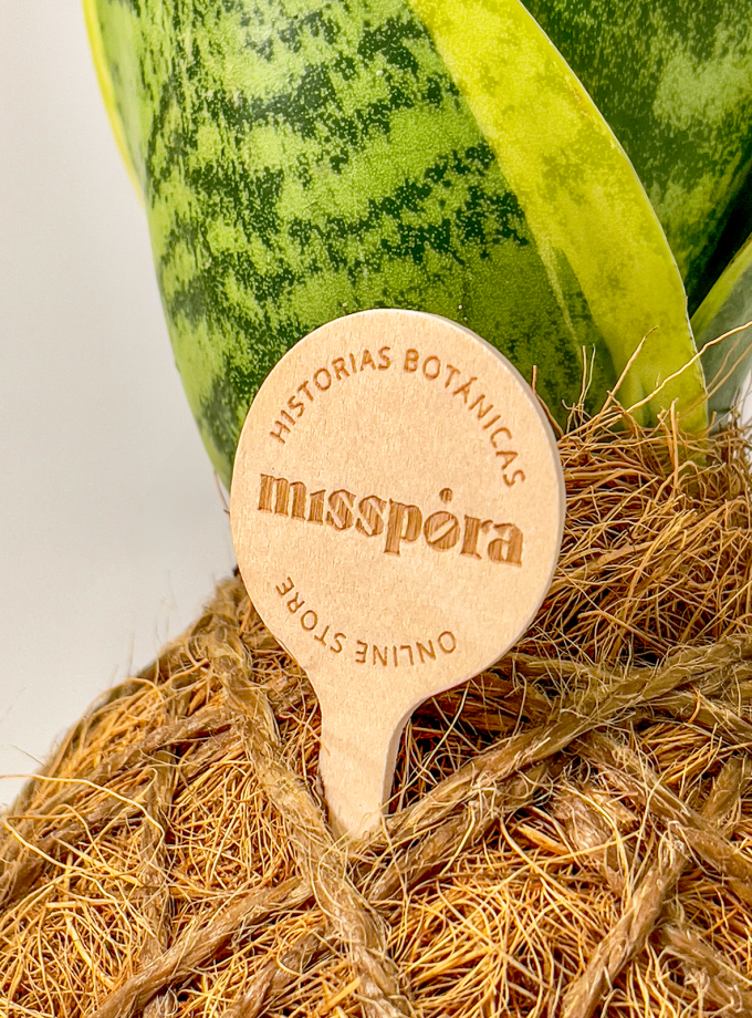 Kokedama de Fibra de Coco con Sansevieria