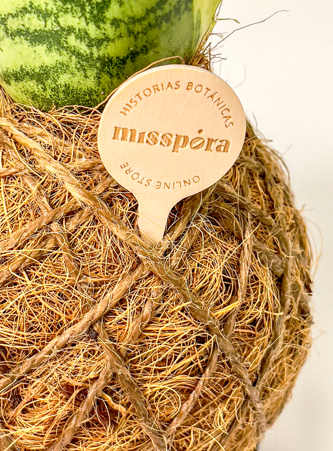 Kokedama de Fibra de Coco con Sansevieria