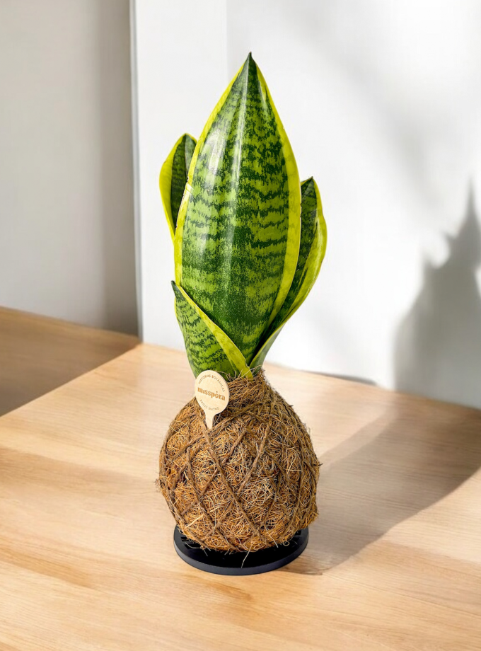 Kokedama de Fibra de Coco con Sansevieria