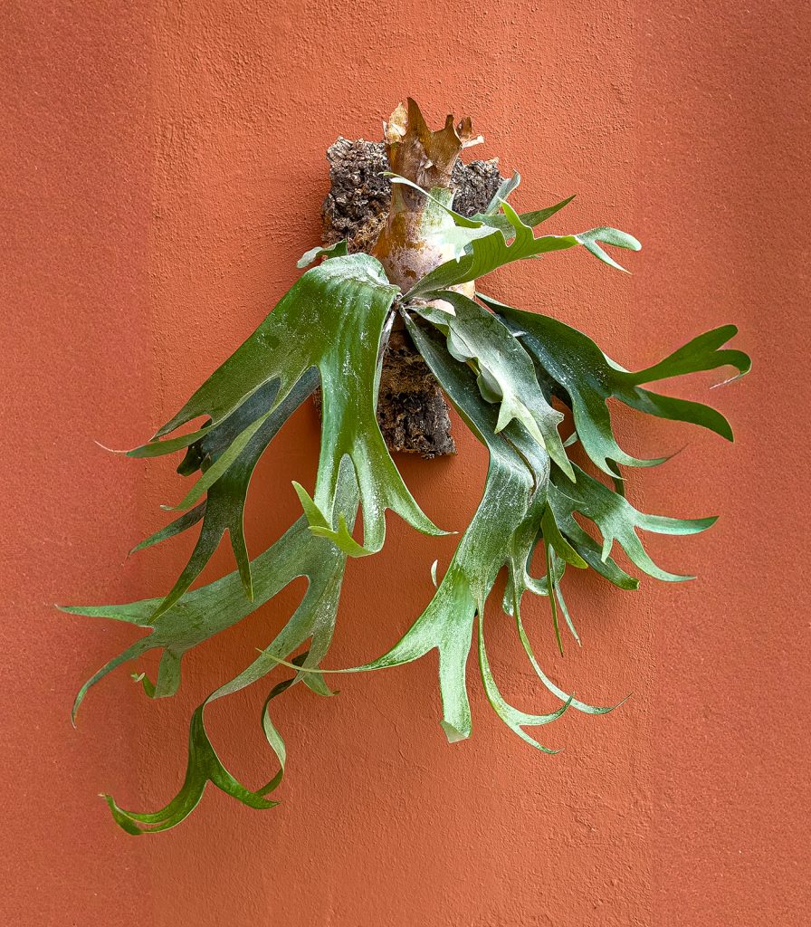Jardín vertical grande de Platycerium bifurcatum montado sobre corteza natural de alcornoque, con frondas verdes colgantes en forma de cuerno sobre fondo terracota.