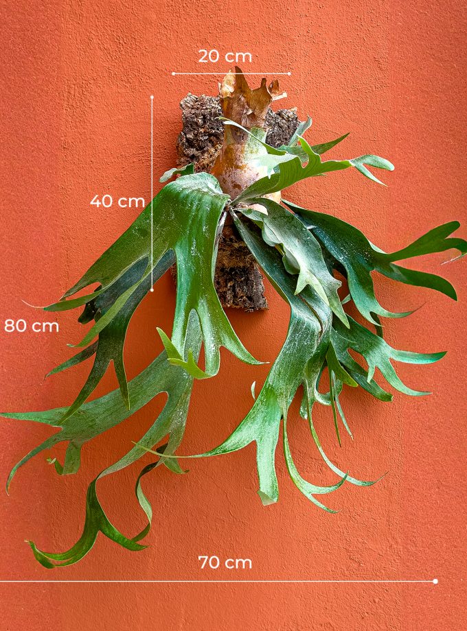 Jardín Vertical de Platycerium bifurcatum - Sobre Alcornoque Grande