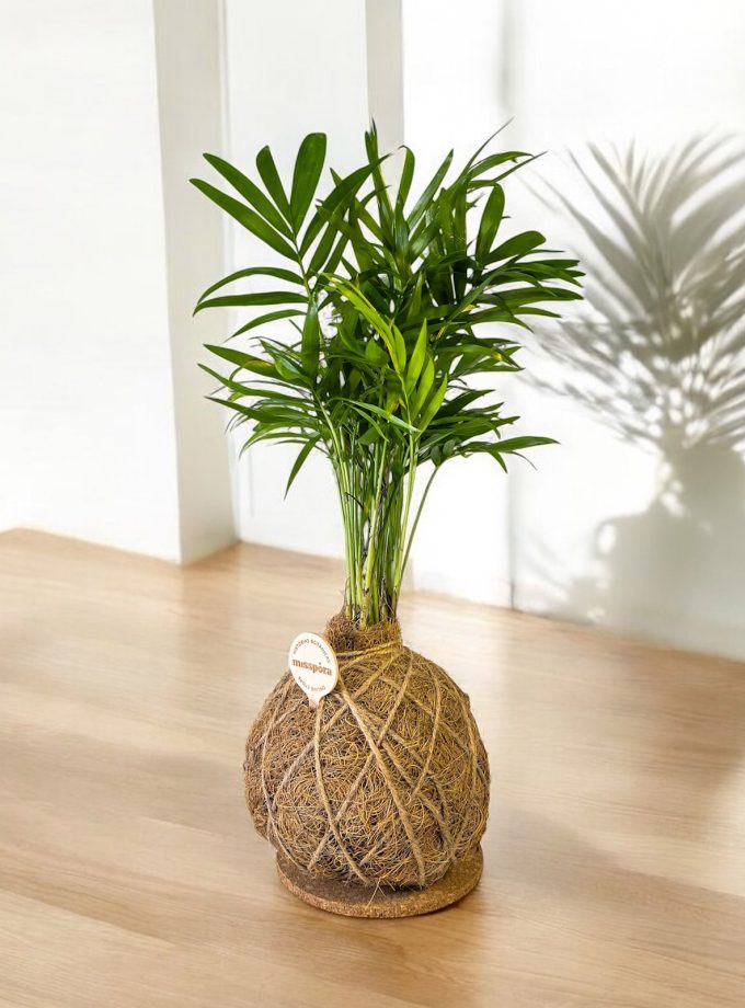 Kokedama de Fibra de Coco con Chamadorea