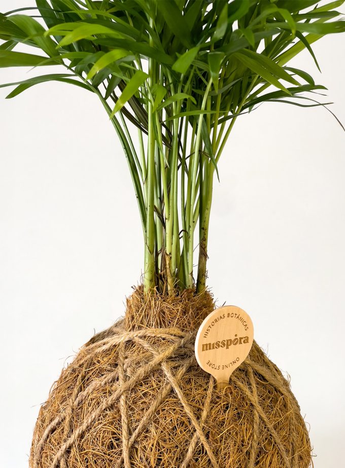 Kokedama de Fibra de Coco con Chamadorea
