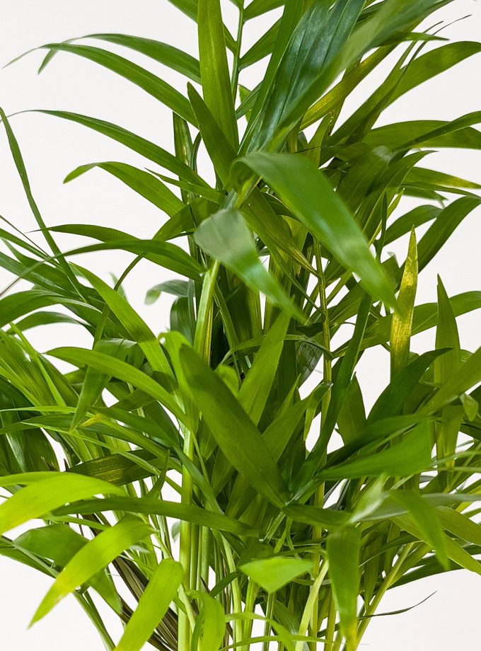 Kokedama de Fibra de Coco con Chamadorea