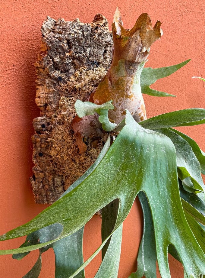 Jardín Vertical de Platycerium bifurcatum - Sobre Alcornoque Grande