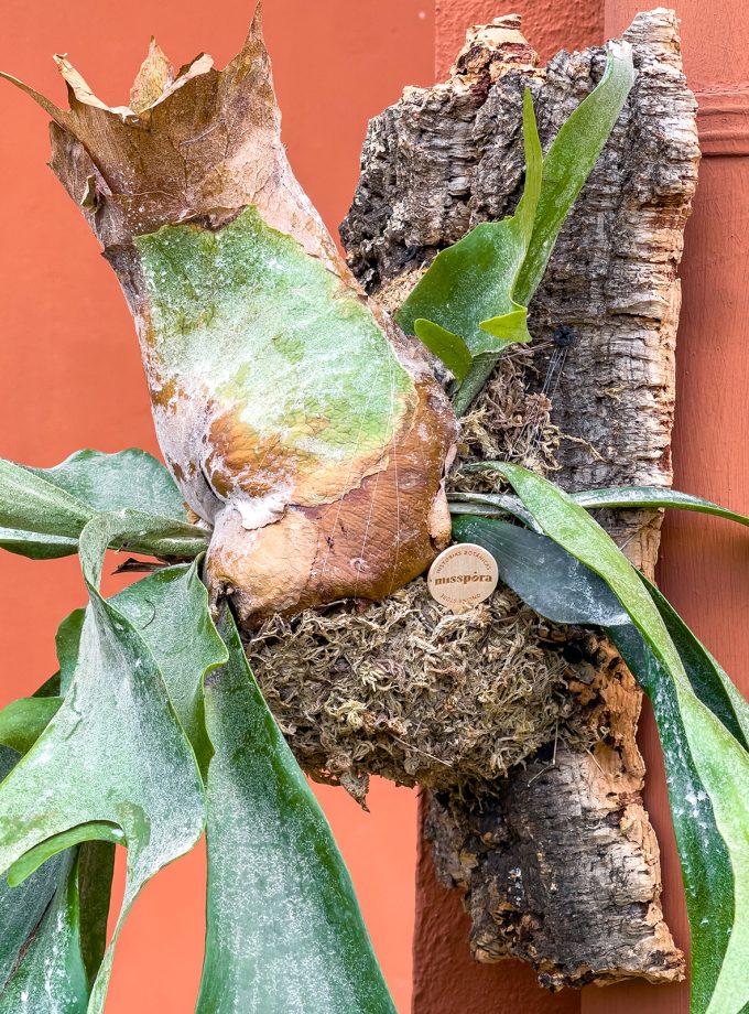 Jardín Vertical de Platycerium bifurcatum - Sobre Alcornoque Grande