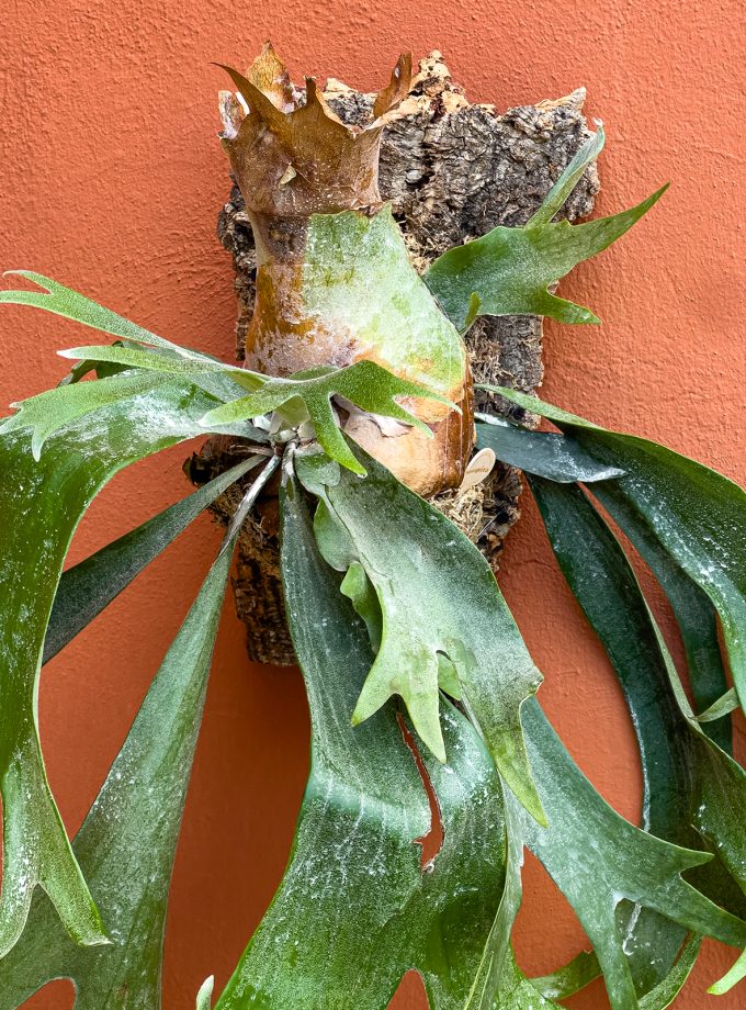 Jardín Vertical de Platycerium bifurcatum - Sobre Alcornoque Grande