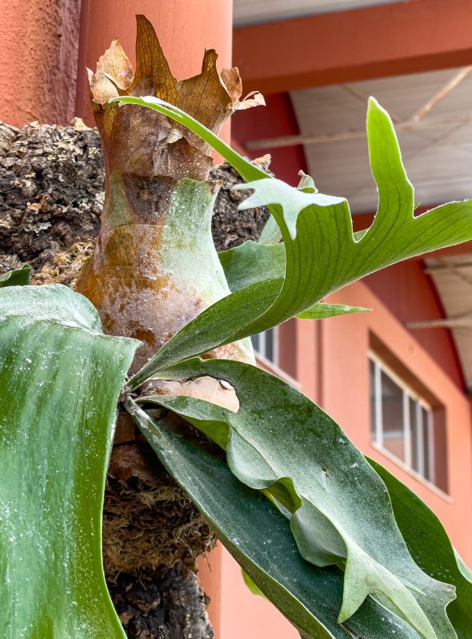 Jardín Vertical de Platycerium bifurcatum - Sobre Alcornoque Grande