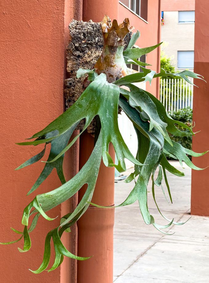 Jardín Vertical de Platycerium bifurcatum - Sobre Alcornoque Grande