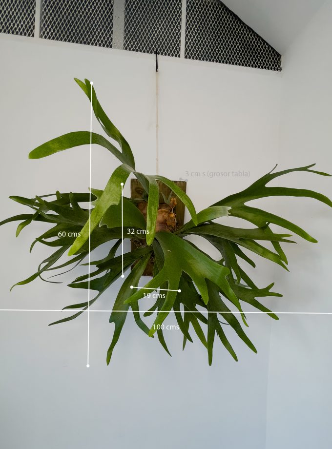 Jardín Vertical Grande de Platycerium bifurcatum sobre Madera Natural Reciclada